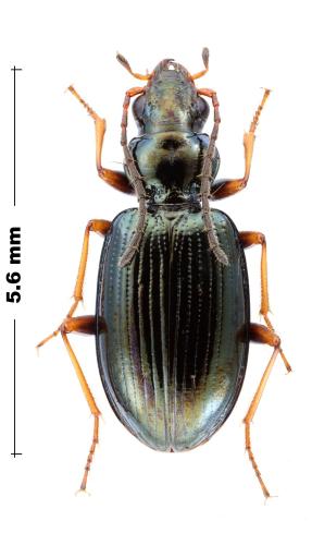Bembidion fraxator
